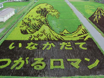 Rice