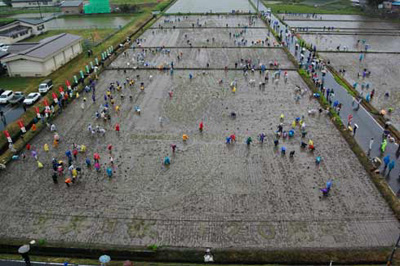 Planting Rice