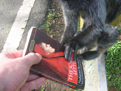Image courtesy of Cam Terwilliger Malaysia: This silver leaf monkey is even more excited about Hawthorne than I am.