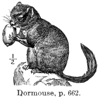 Drawing of dormouse from Webster's New International Dictionary of the English Language, 1911, G & C Miriam Co. Springfield, MA.
