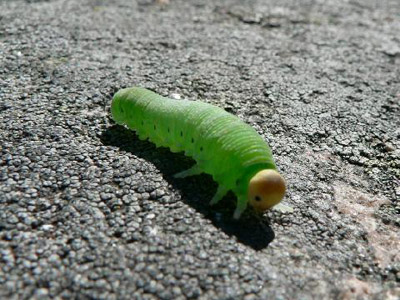 Image of green caterpillar by Magnus Rosendahl