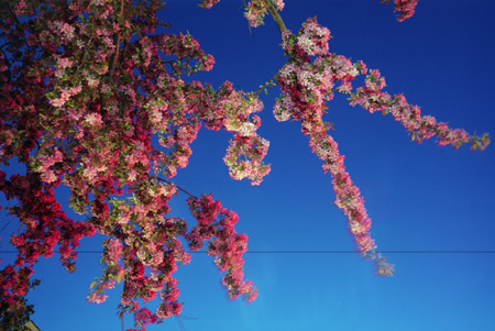 Photograph Copyright Mary Kocol. Printed by the artist. Blooming Cherry Tree At Twilight, Somerville, Massachusetts