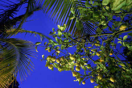Photograph Copyright Mary Kocol. Printed by the artist. Lemon Tree Above the Pool, Los Angeles. 2007