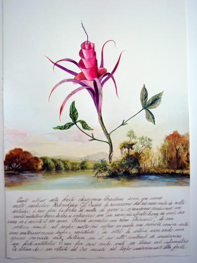 fabbris_elipsicum-rosea