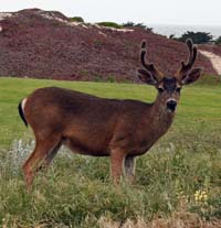 Buck standing in marsh grass on a dune. Photograph by Florence Lilly