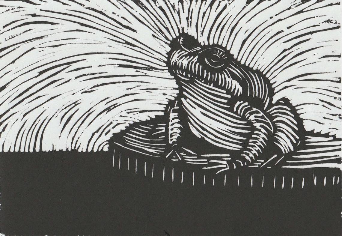 A block print of a large toad.